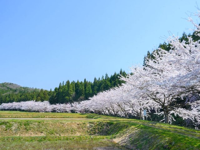 尊保の桜並木