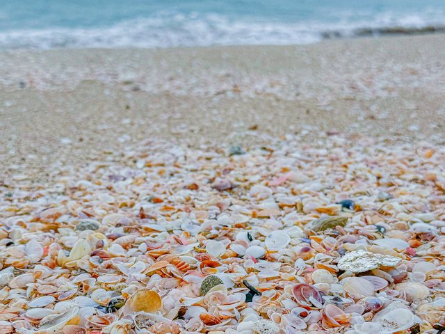打ち寄せられた貝殻の浜