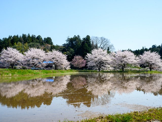 水面に映る桜