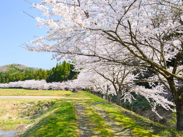田園に咲く桜