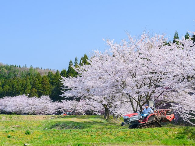 見上げる桜の大木