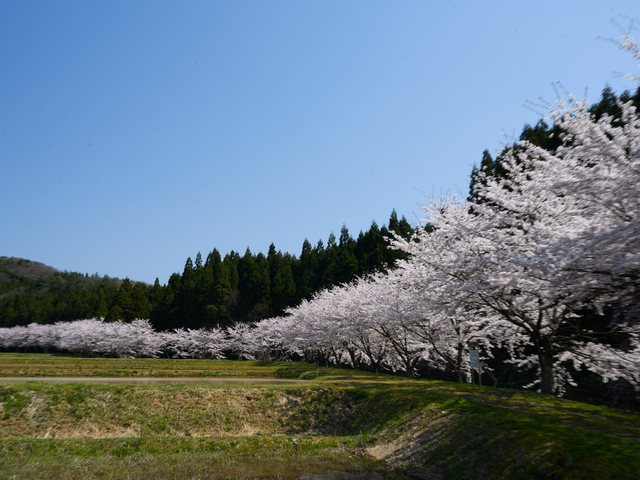 山裾に続く桜並木