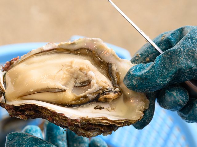 志賀町優良特産品_天然岩かき1