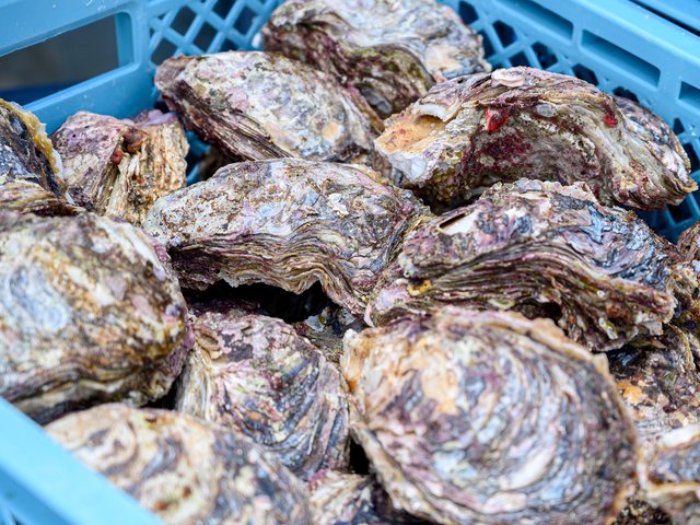 志賀町優良特産品_天然岩かき3