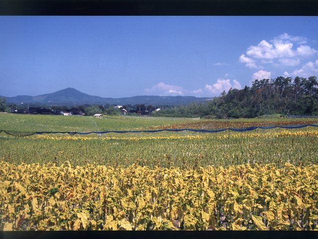 高爪山_7