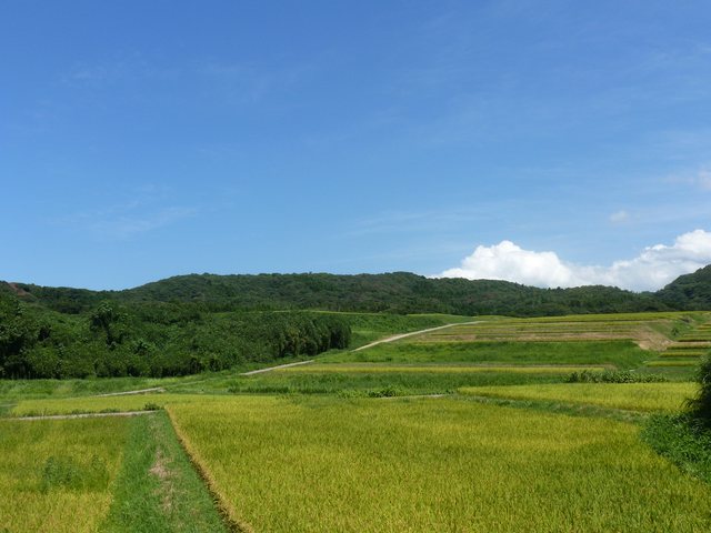 大笹波水田_3