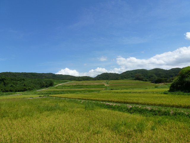 大笹波水田_4