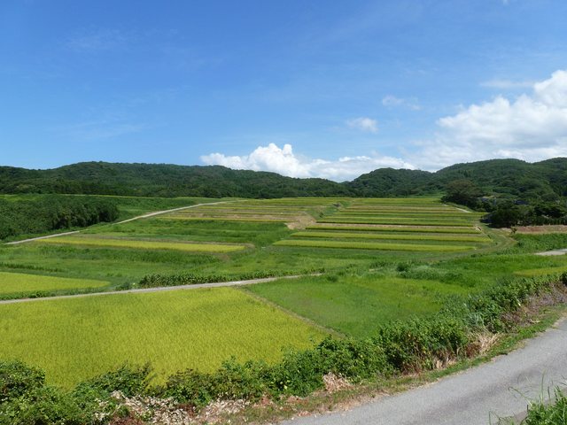 大笹波水田_5