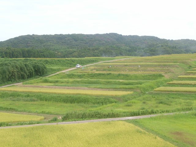 大笹波水田_6