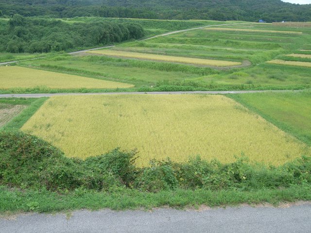 大笹波水田_7
