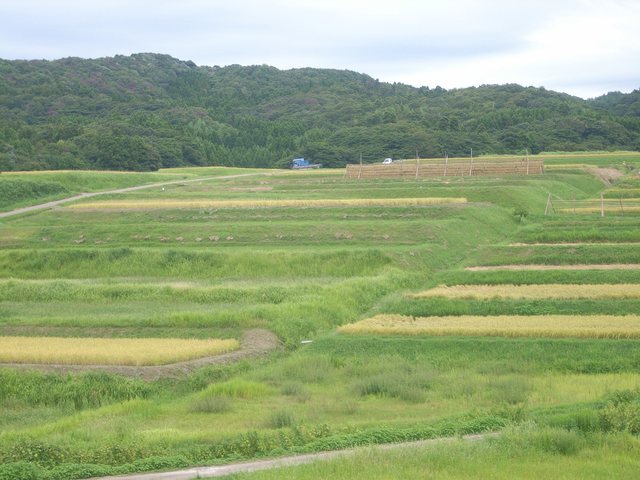 大笹波水田_8