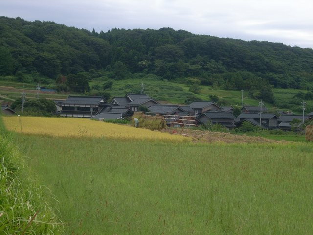 大笹波水田_9