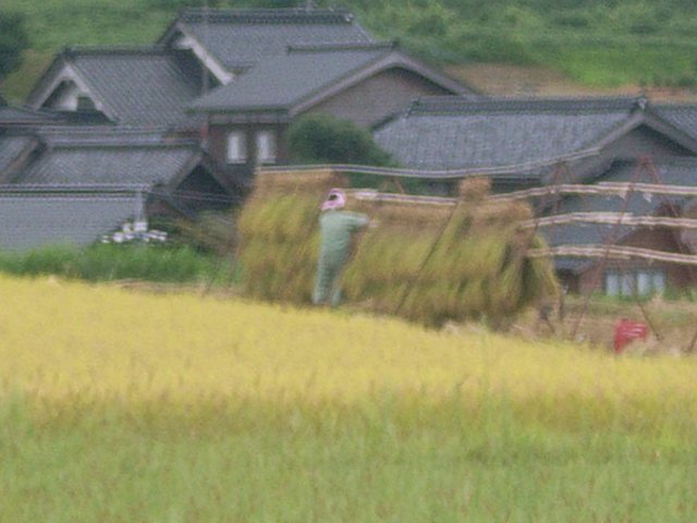 大笹波水田_10