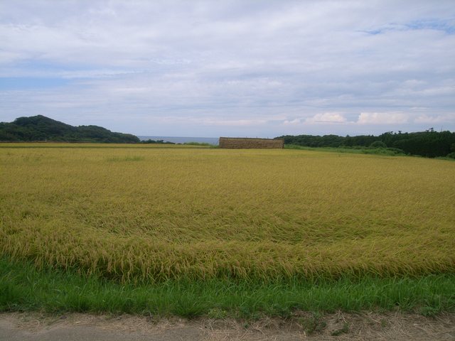 大笹波水田_11
