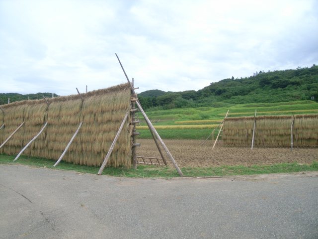 大笹波水田_12
