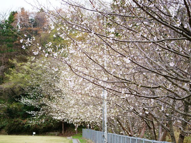 桜_1