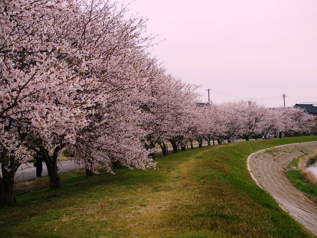 桜_2