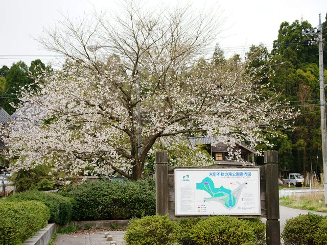 桜_3