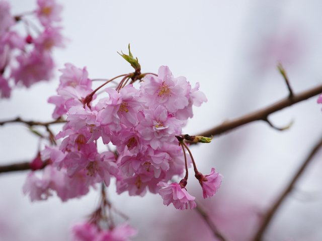 桜_4