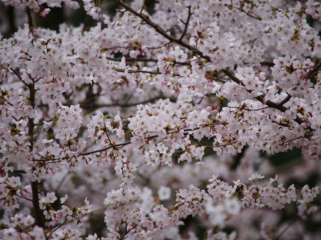 桜_5