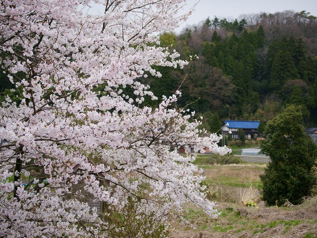 桜_6