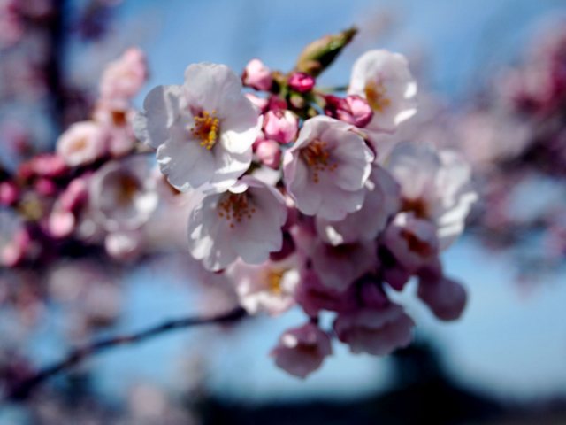 桜_7