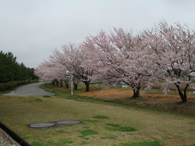 桜_8
