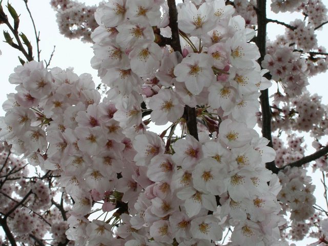 桜_9