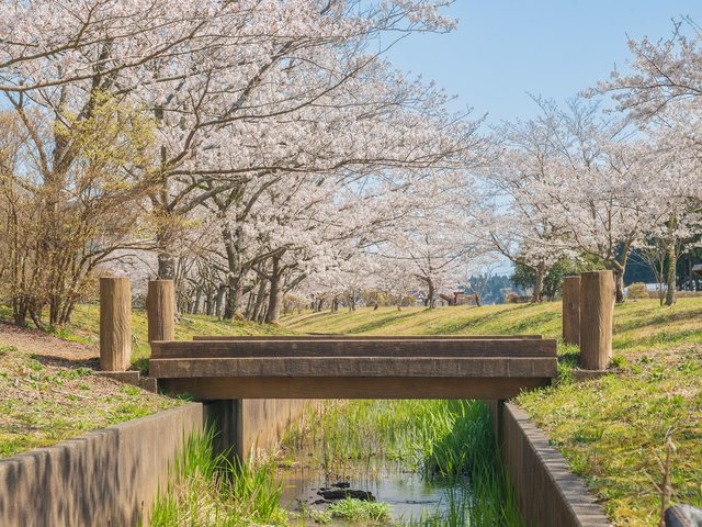 桜_10