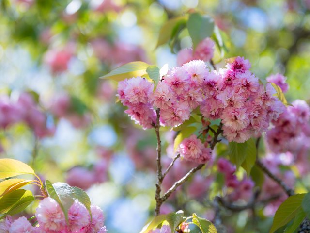 火打谷菊桜_1