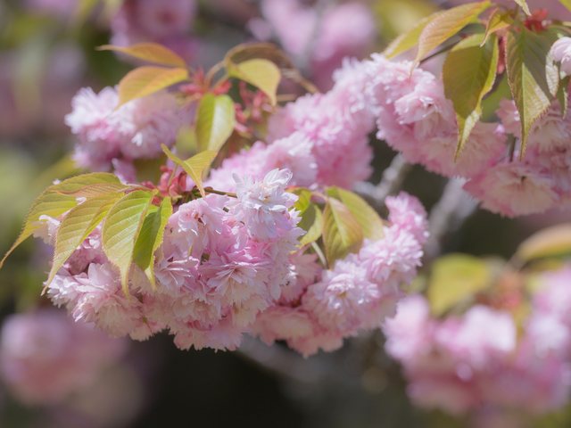 火打谷菊桜_2