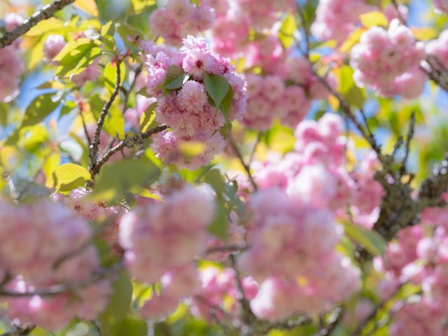 火打谷菊桜_3