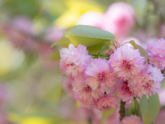 火打谷菊桜_4