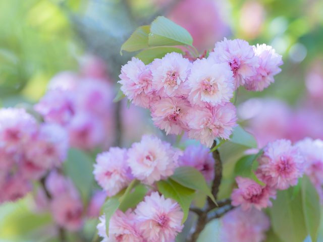 火打谷菊桜_5