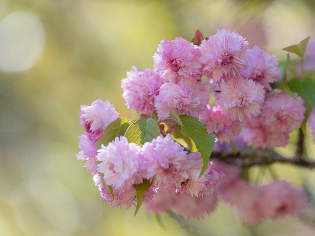 火打谷菊桜_6
