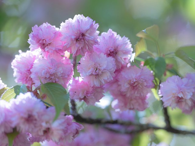 火打谷菊桜_7