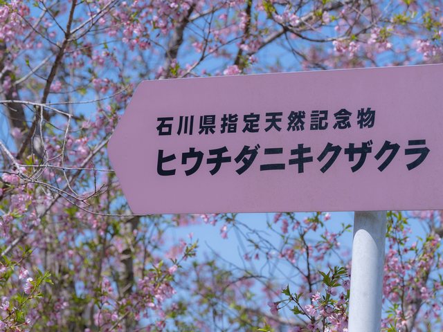 火打谷菊桜_8