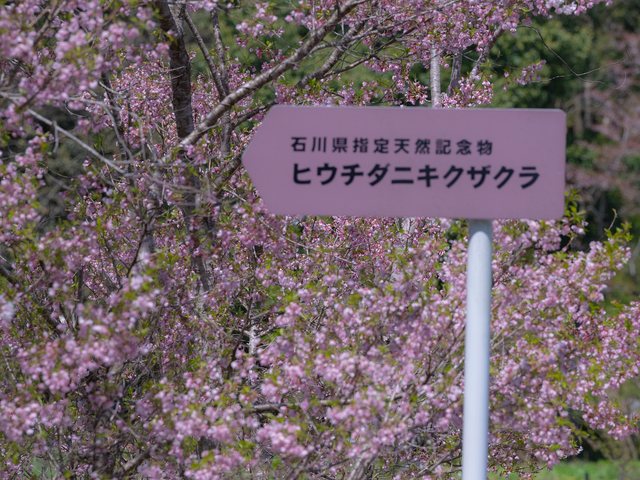 火打谷菊桜_9