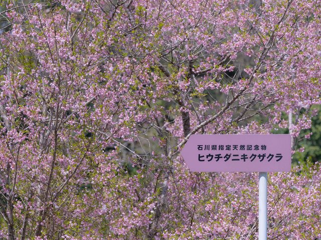 火打谷菊桜_10