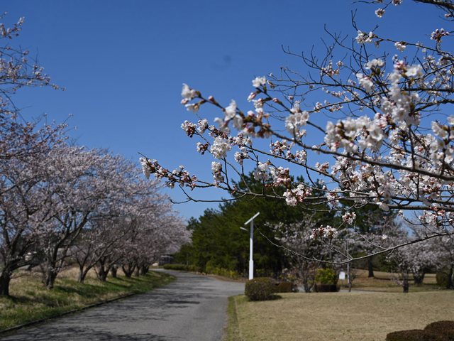 桜_11