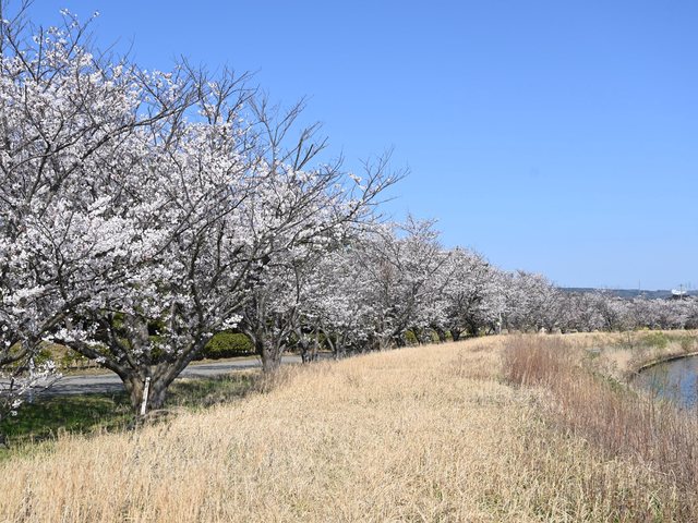 桜_12
