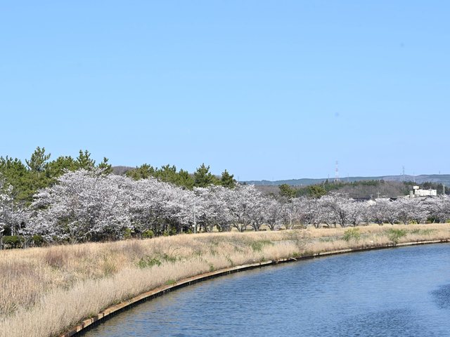 桜_13