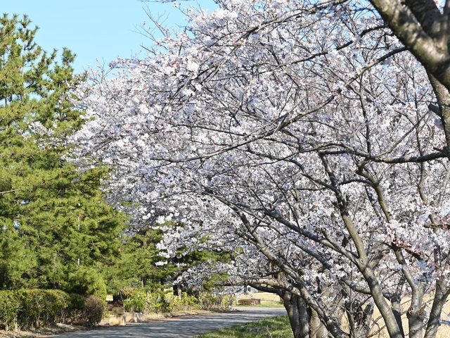 桜_14
