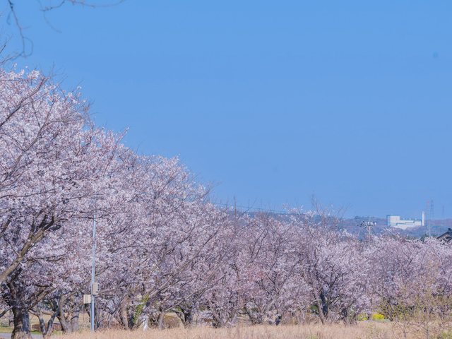 桜_15