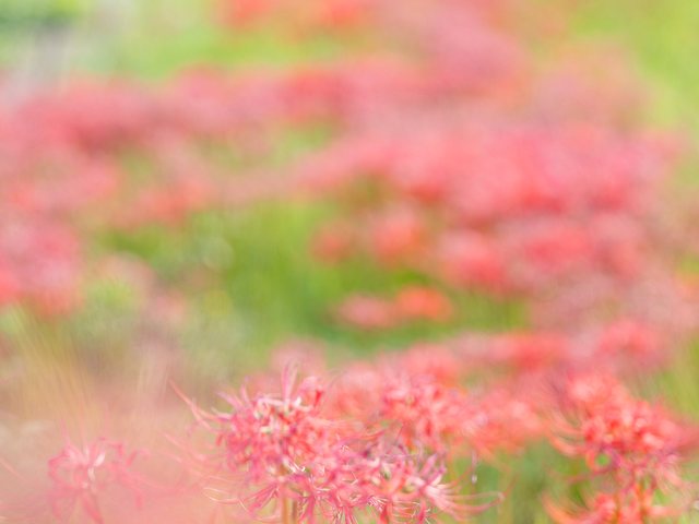 彼岸花_1
