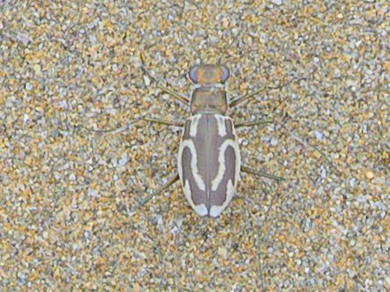 大島地引網_イカリモンハンミョウ