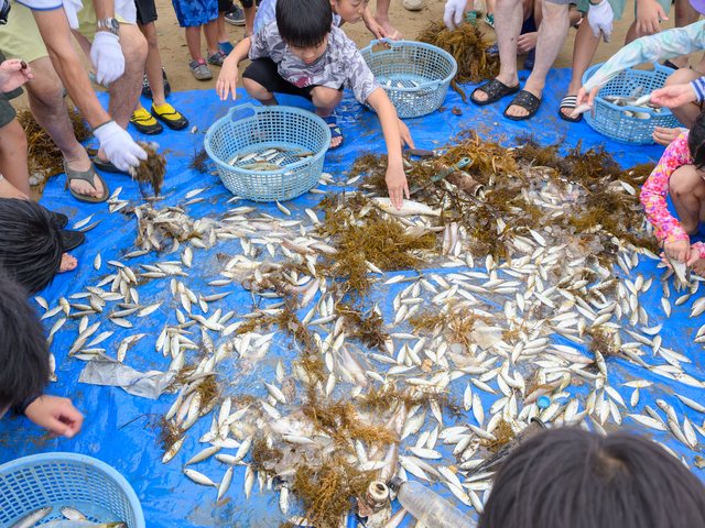 大島地引網_11