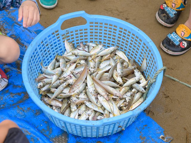 大島地引網_12
